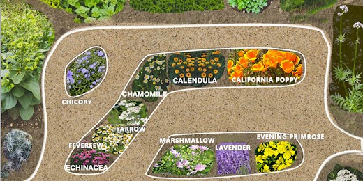 Medicinal Garden Kit growing process