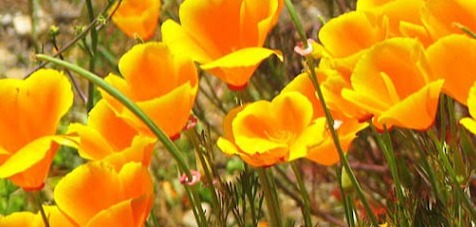 California Poppy herb