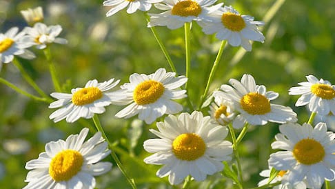 Chamomile herb