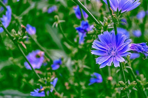 Chicory herb