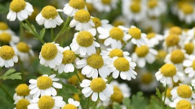Feverfew herb