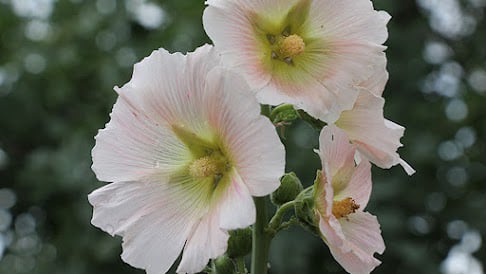 Marshmallow herb