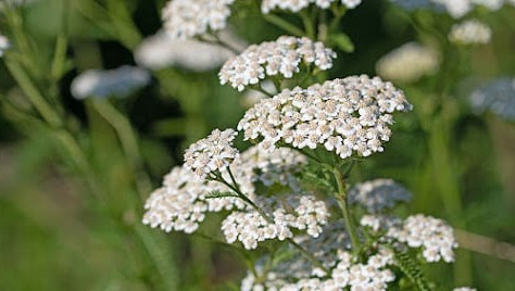 Yarrow herb