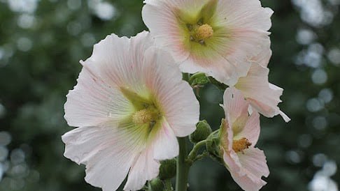 marshmallow medicinal garden kit