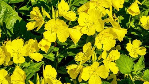 evening primrose medicinal garden kit