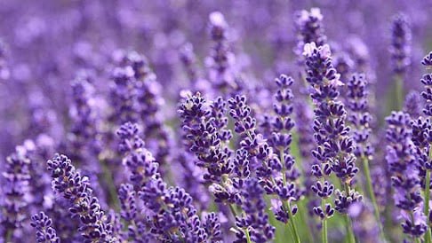 lavender medicinal garden kit