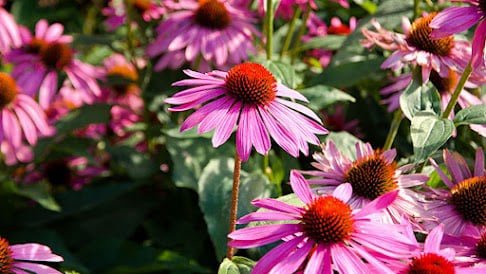 echinacea medicinal garden kit
