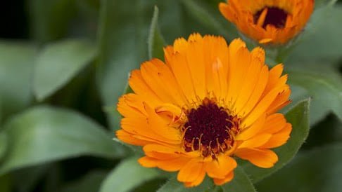 calendula medicinal garden kit