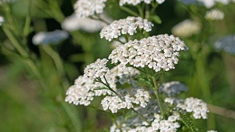 yarrow medicinal garden kit